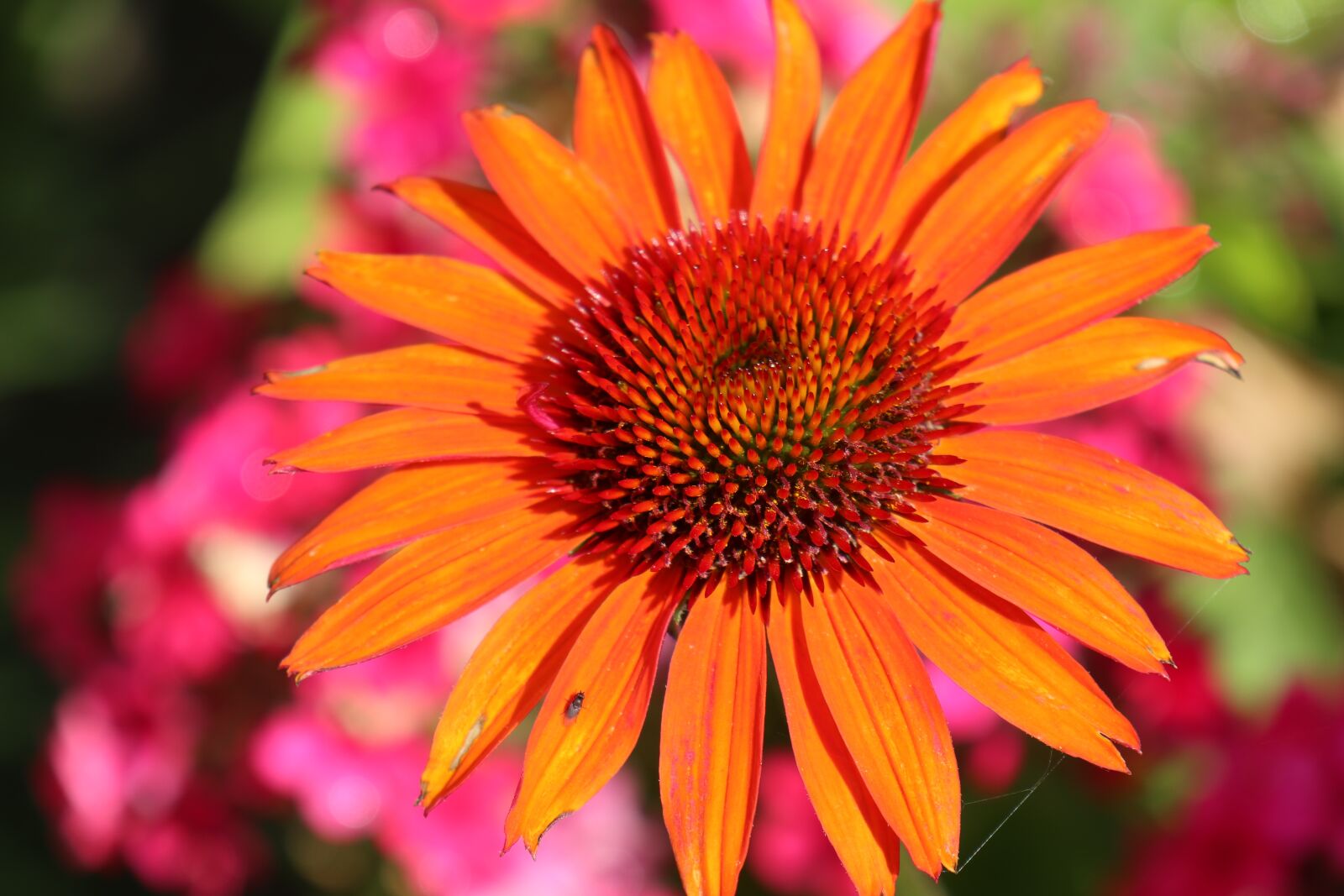 Canon EOS M6 sample photo. Garden, summer, flowers photography