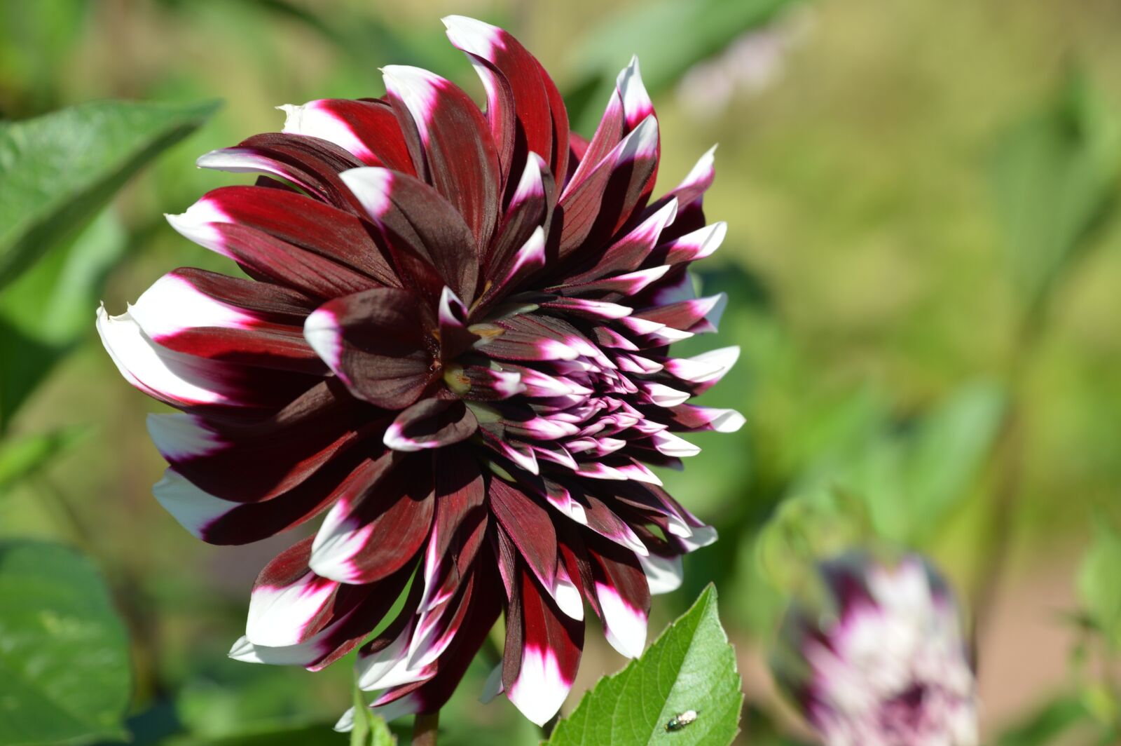 Nikon D3200 sample photo. Dahlias, geothermal, flower garden photography