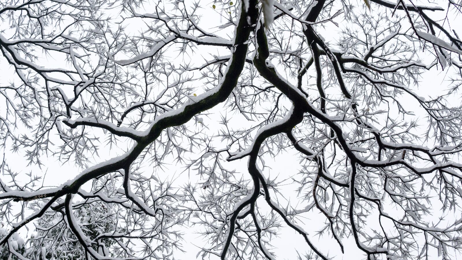 Sony a5100 sample photo. Winter, west lake, snow photography