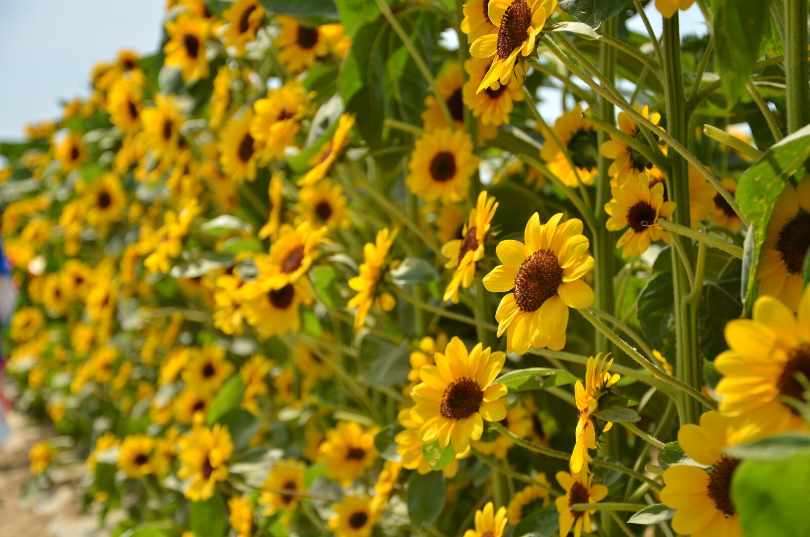 Nikon D7000 sample photo. Sunflower, flowers, bunch of photography