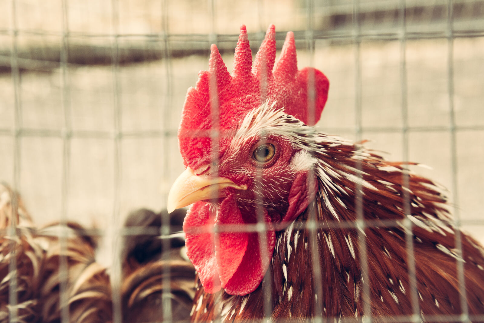 Canon EOS 5D Mark III sample photo. Caged, chicken photography