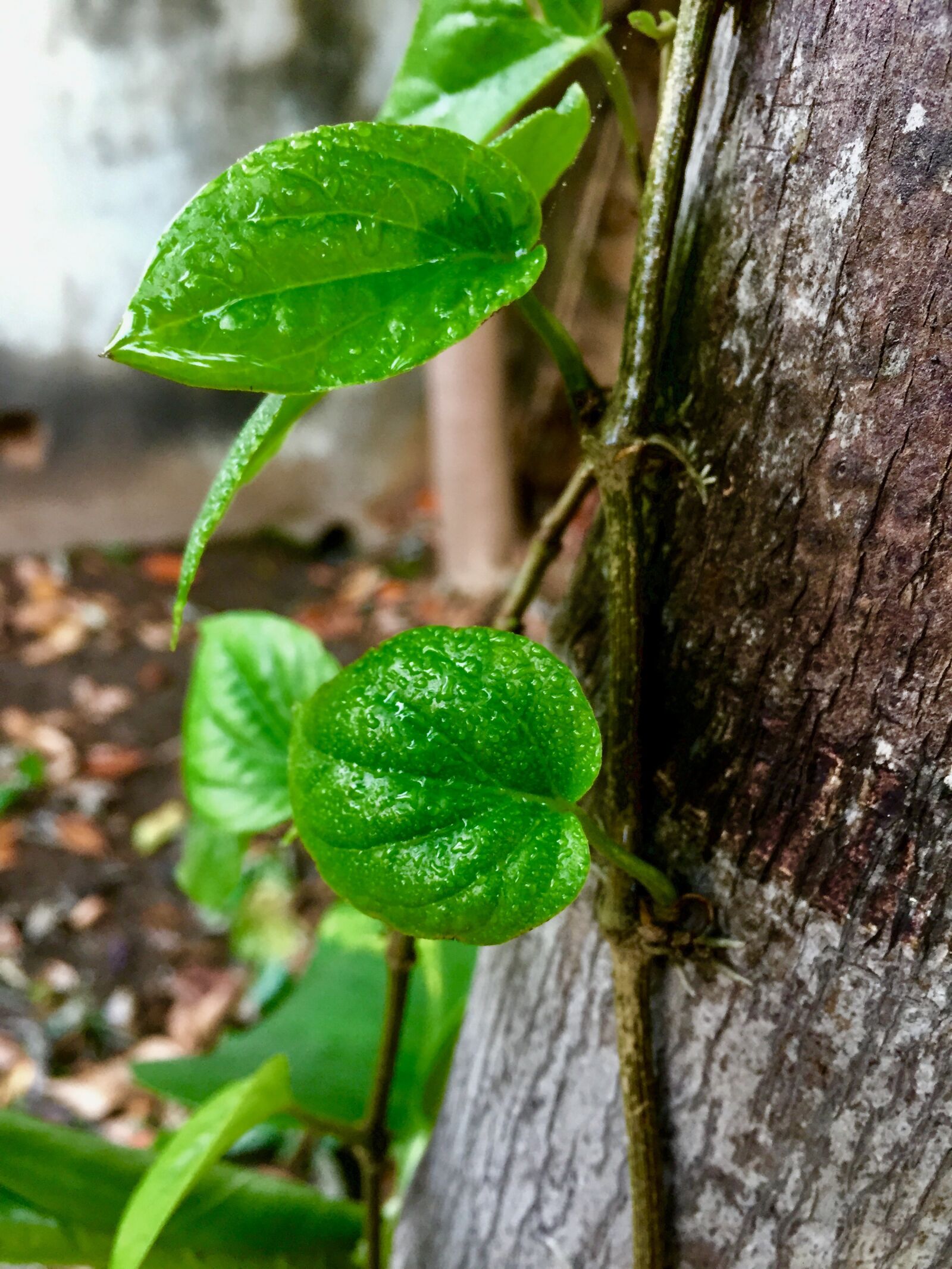 iPhone 6 back camera 4.15mm f/2.2 sample photo. Green, leaf, spring photography
