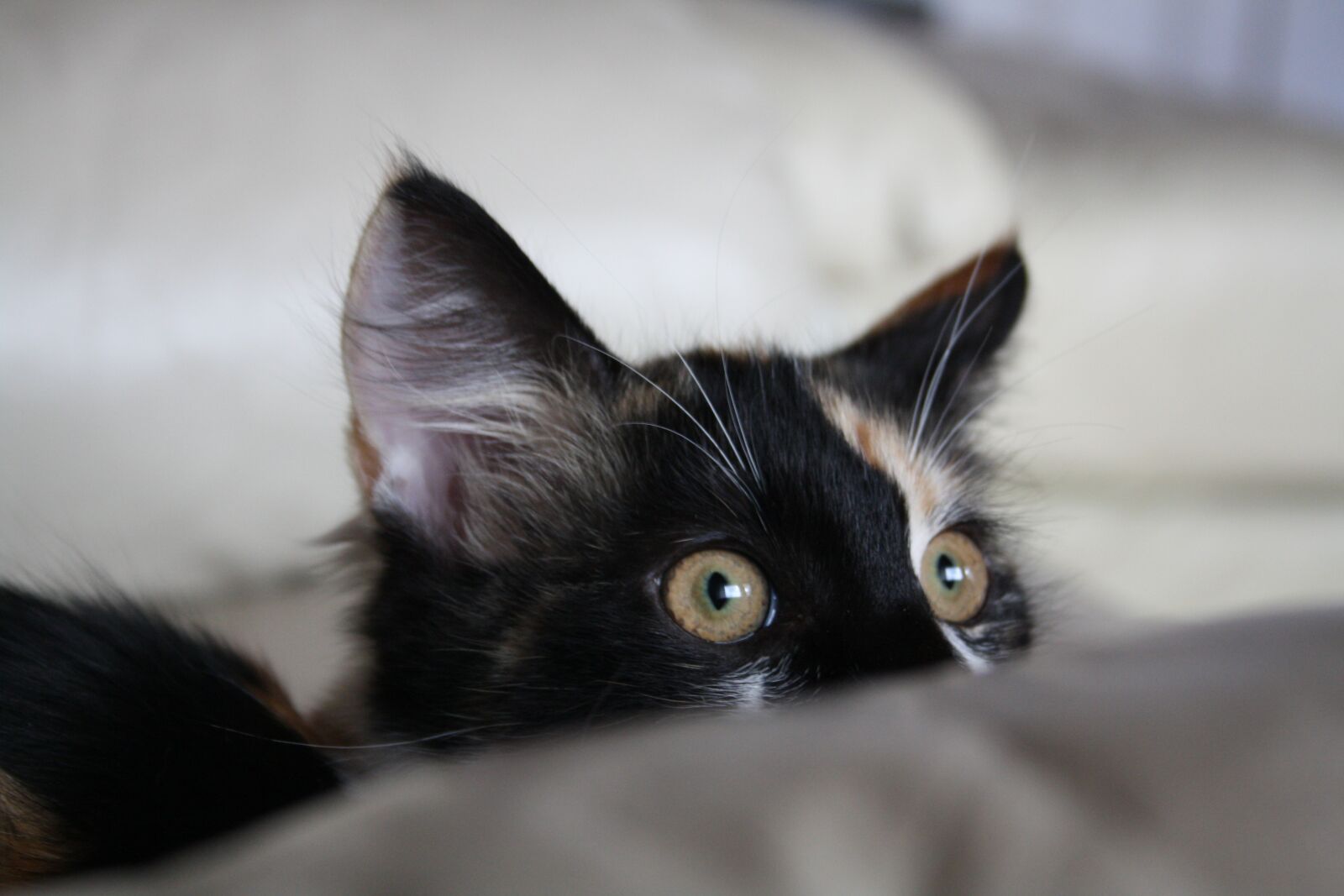 Canon EOS 1000D (EOS Digital Rebel XS / EOS Kiss F) sample photo. Cat, cute, funny photography