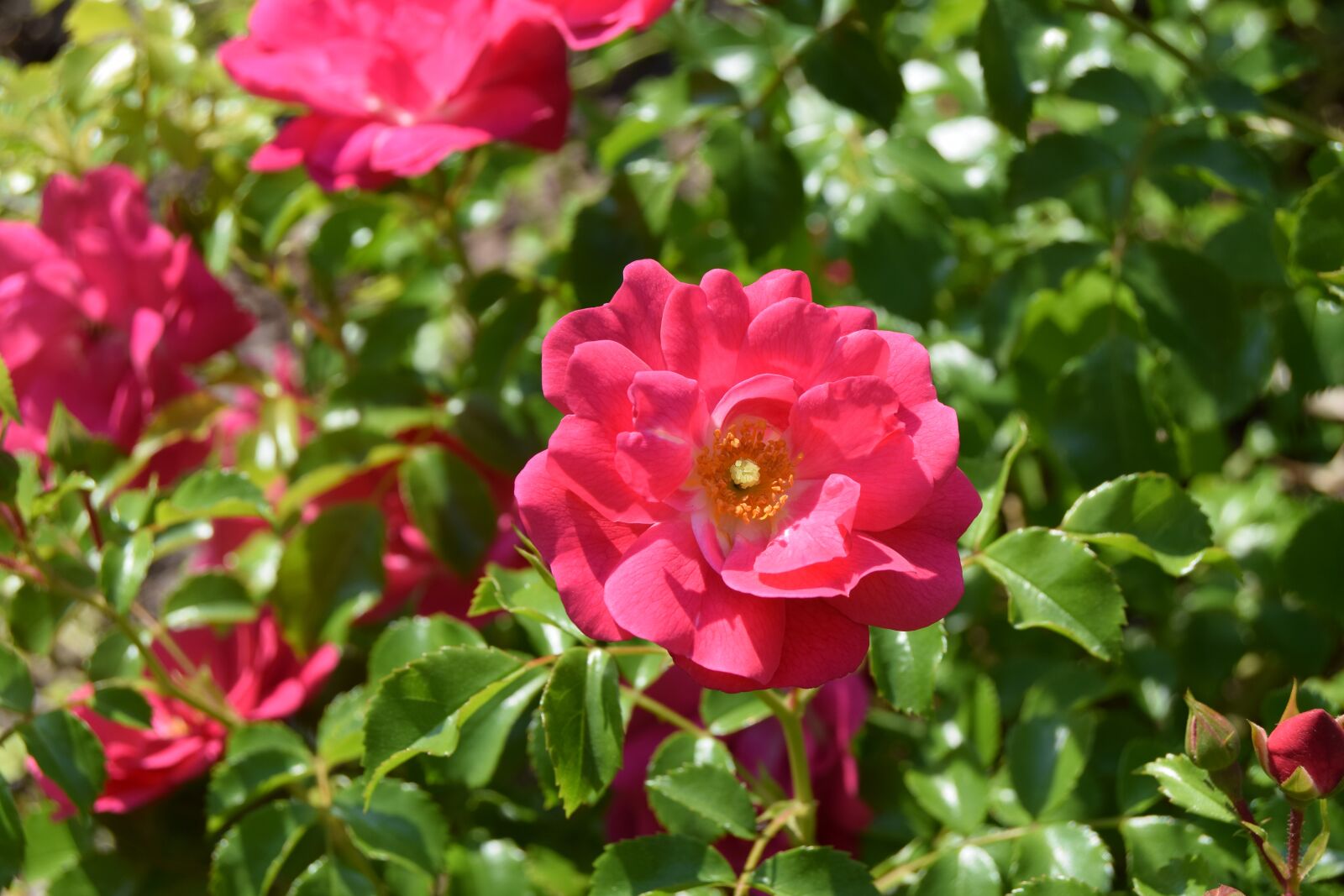 Nikon D3300 sample photo. Nature, plant, garden photography