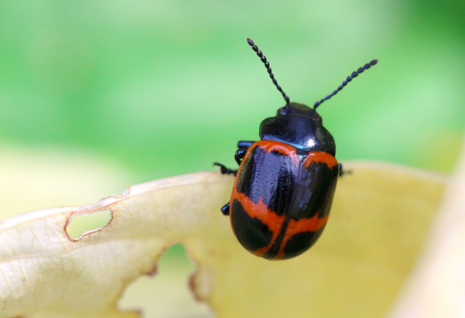 Canon EOS 6D + Canon EF 100mm F2.8 Macro USM sample photo. Beetle, scarab, insect photography