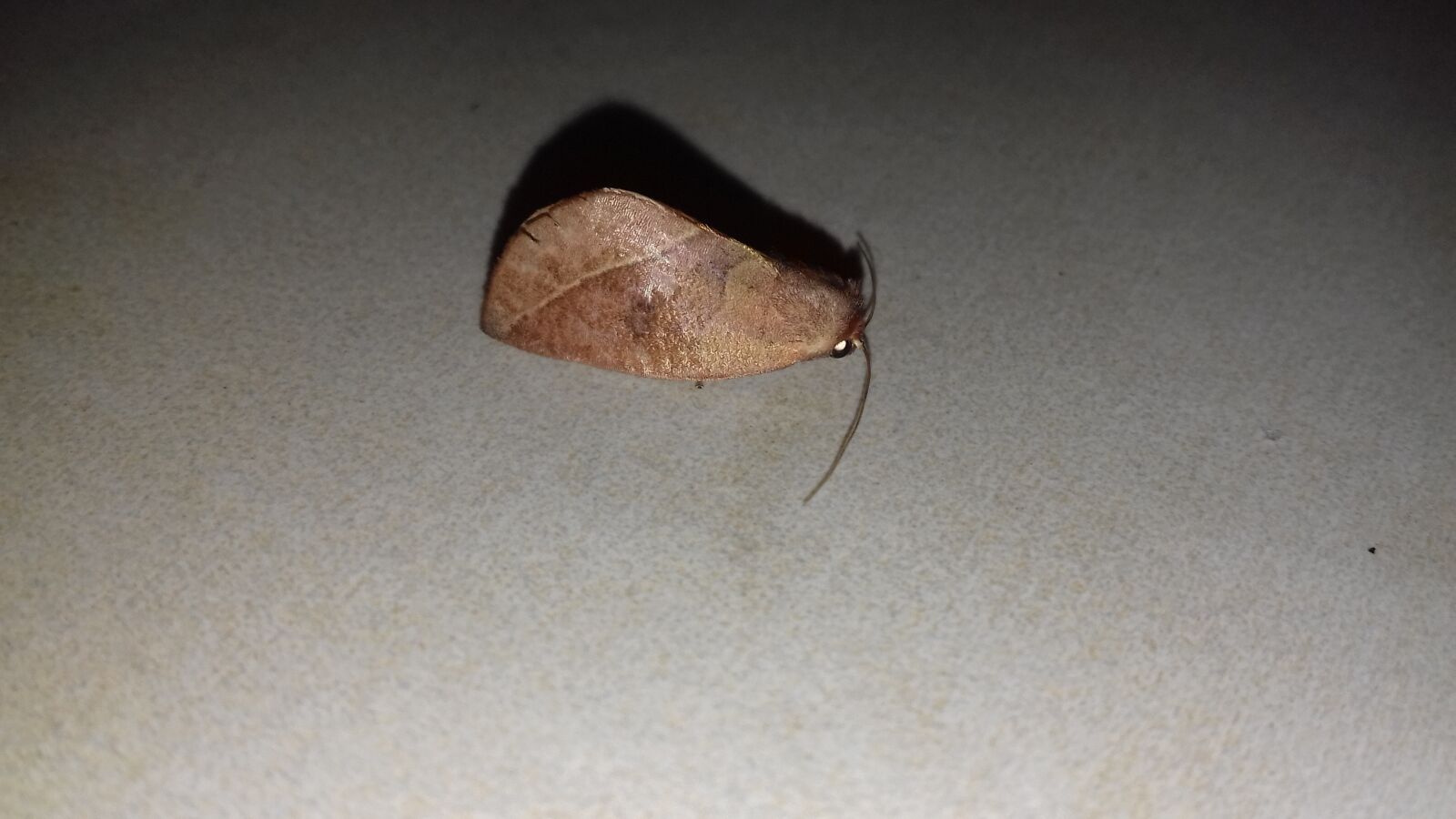 Samsung Galaxy J4 sample photo. Mariposa, butterfly, lepidopteran photography