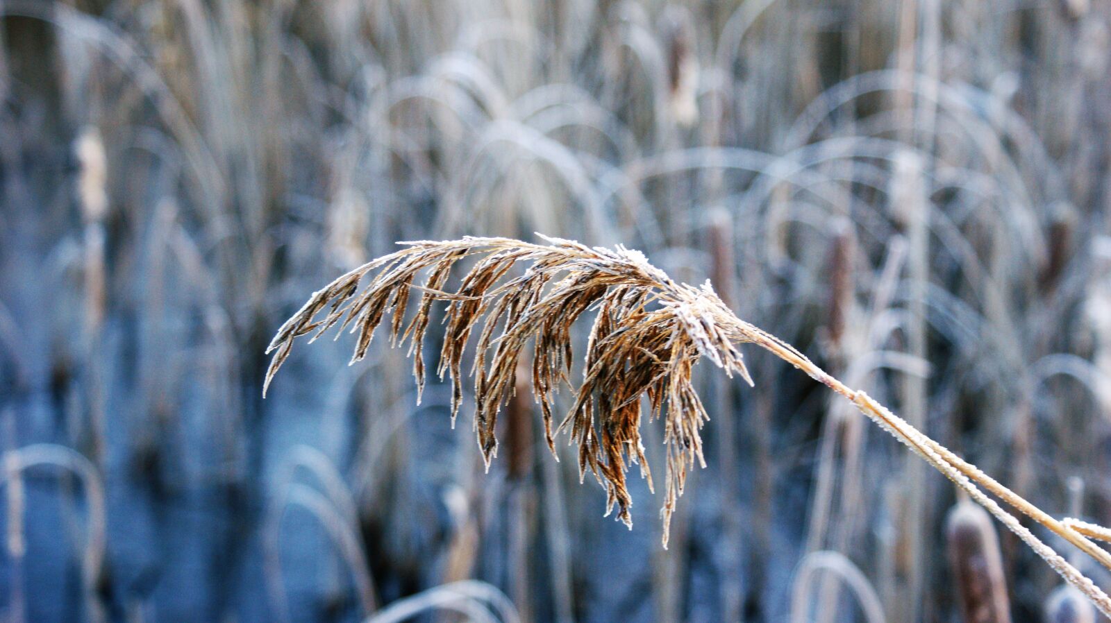Sony Alpha DSLR-A350 sample photo. Reed, winter, nature photography