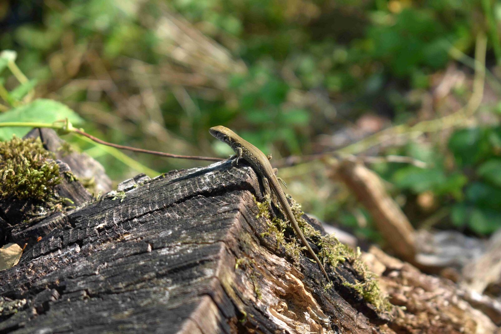 Nikon D3500 sample photo. Lizard, animals, nature photography
