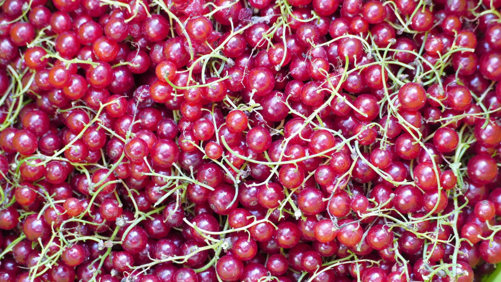 Panasonic Lumix DMC-FZ1000 sample photo. Currant, red, fruit photography
