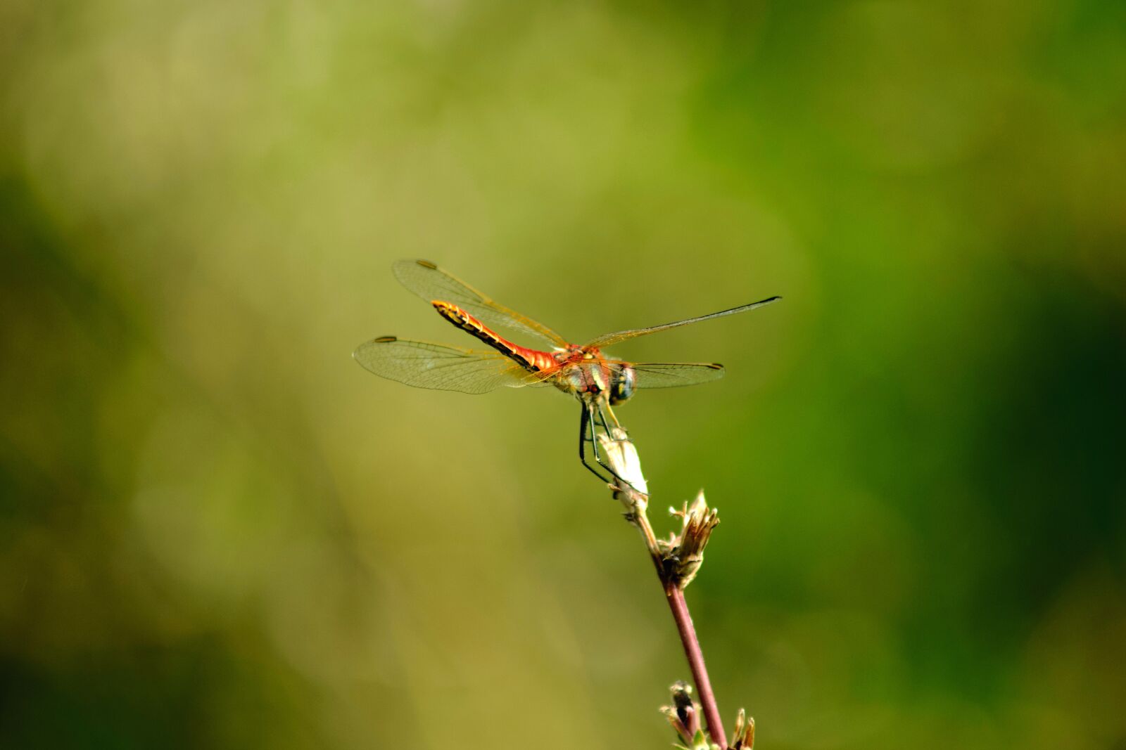 Nikon D3300 sample photo. Dragonfly, fly, insect photography