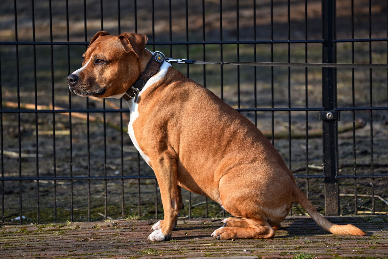 Nikon D750 sample photo. Dog, animal, mammal photography