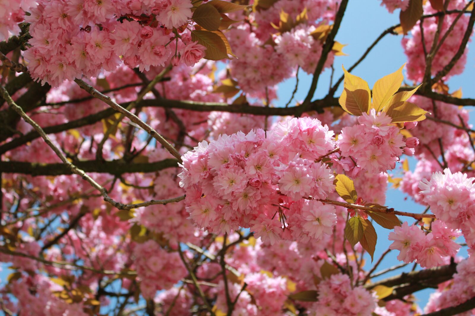 Canon EOS 550D (EOS Rebel T2i / EOS Kiss X4) sample photo. Flower, branch, tree photography