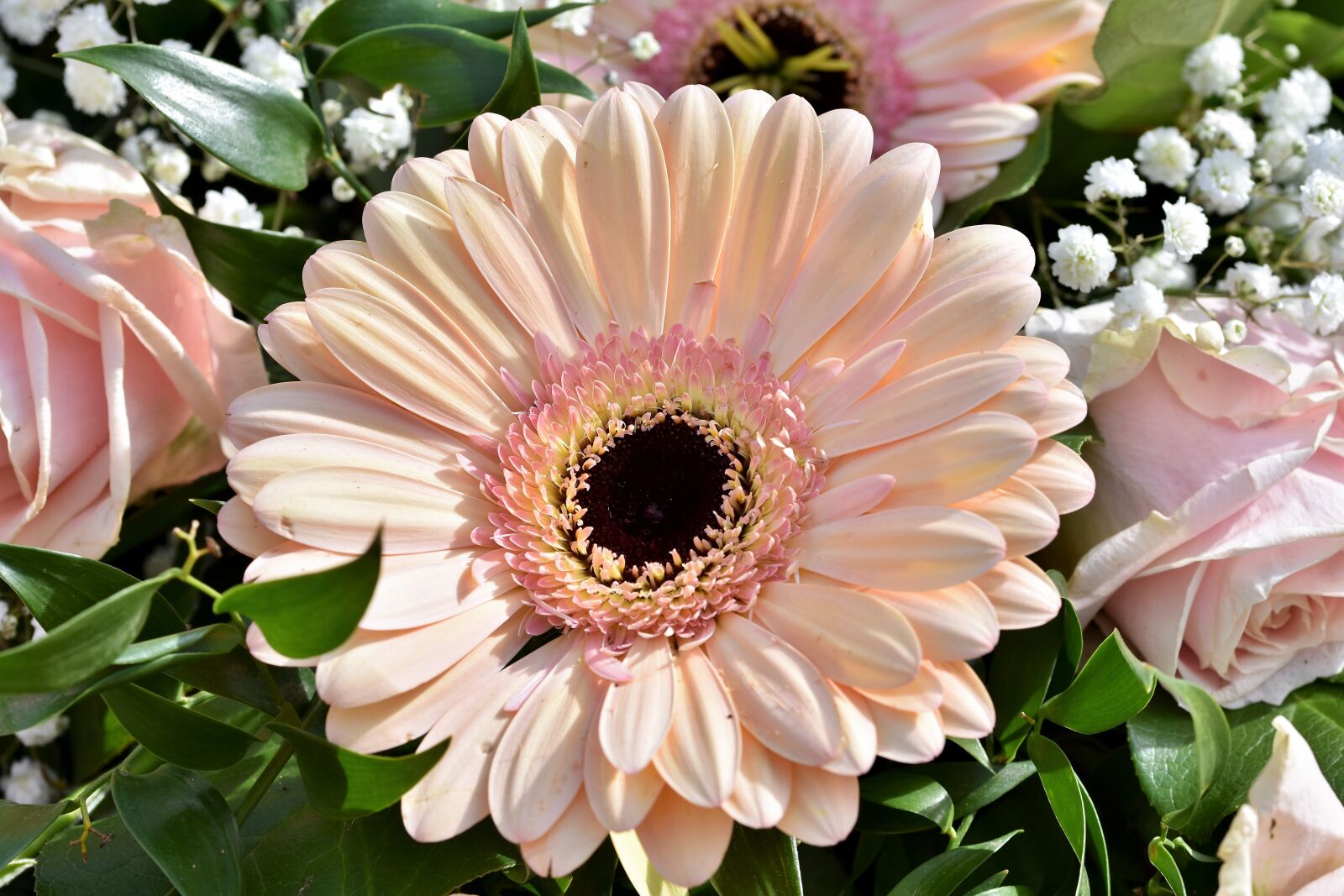 Nikon D7200 sample photo. Gerbera, blossom, bloom photography