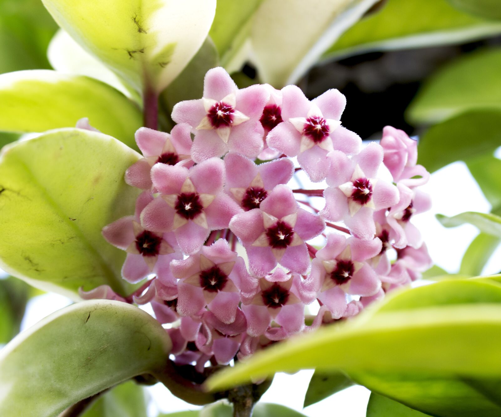 Canon EOS 600D (Rebel EOS T3i / EOS Kiss X5) sample photo. Hoya, flowers, hoya bella photography