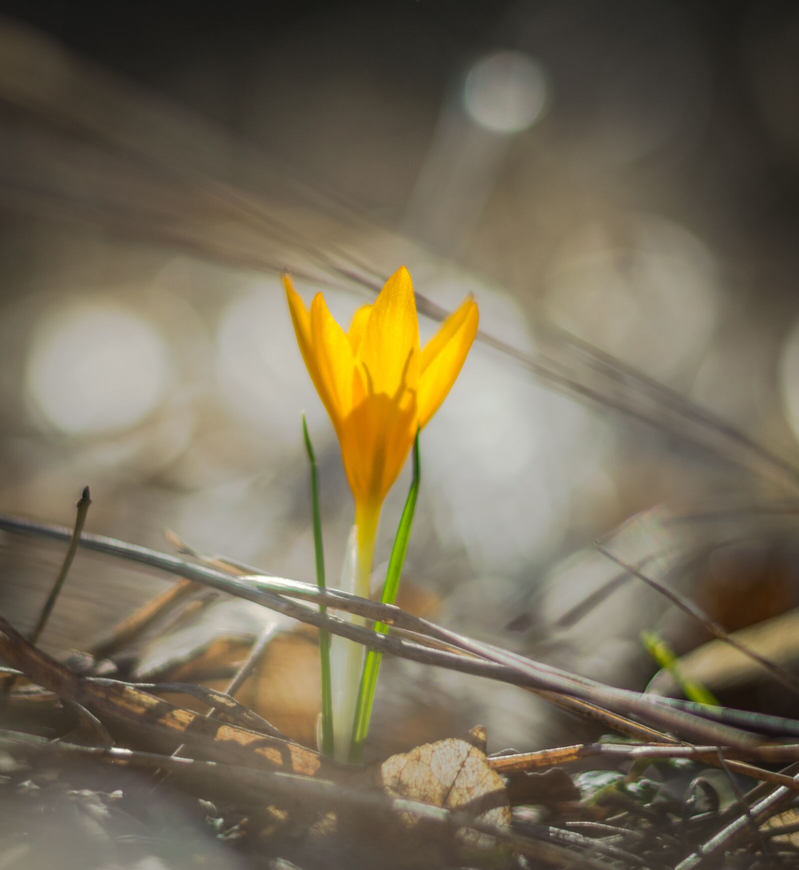 Nikon D3300 sample photo. Flower, spring, in the photography