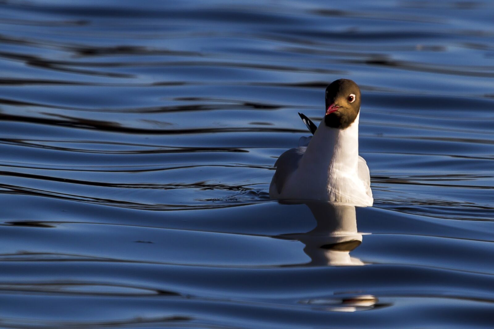 Canon EF 100-400mm F4.5-5.6L IS USM sample photo. Water, birds, lake photography
