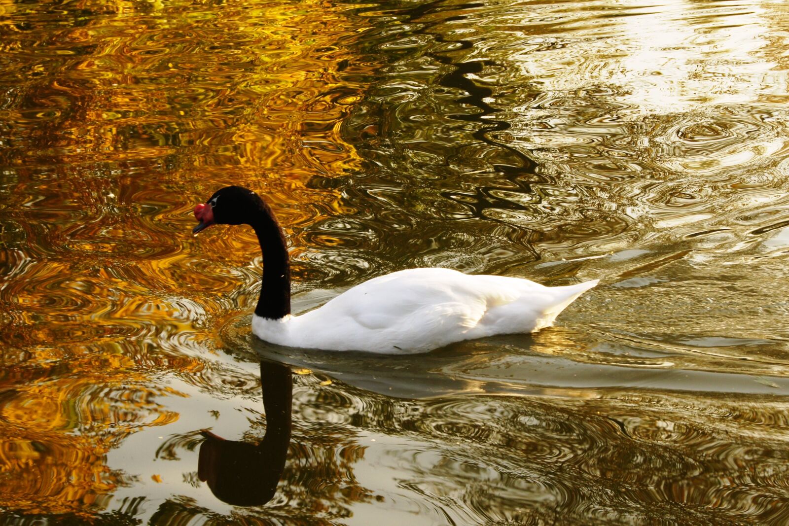 Sony Alpha DSLR-A550 sample photo. Swan, water, autumn photography