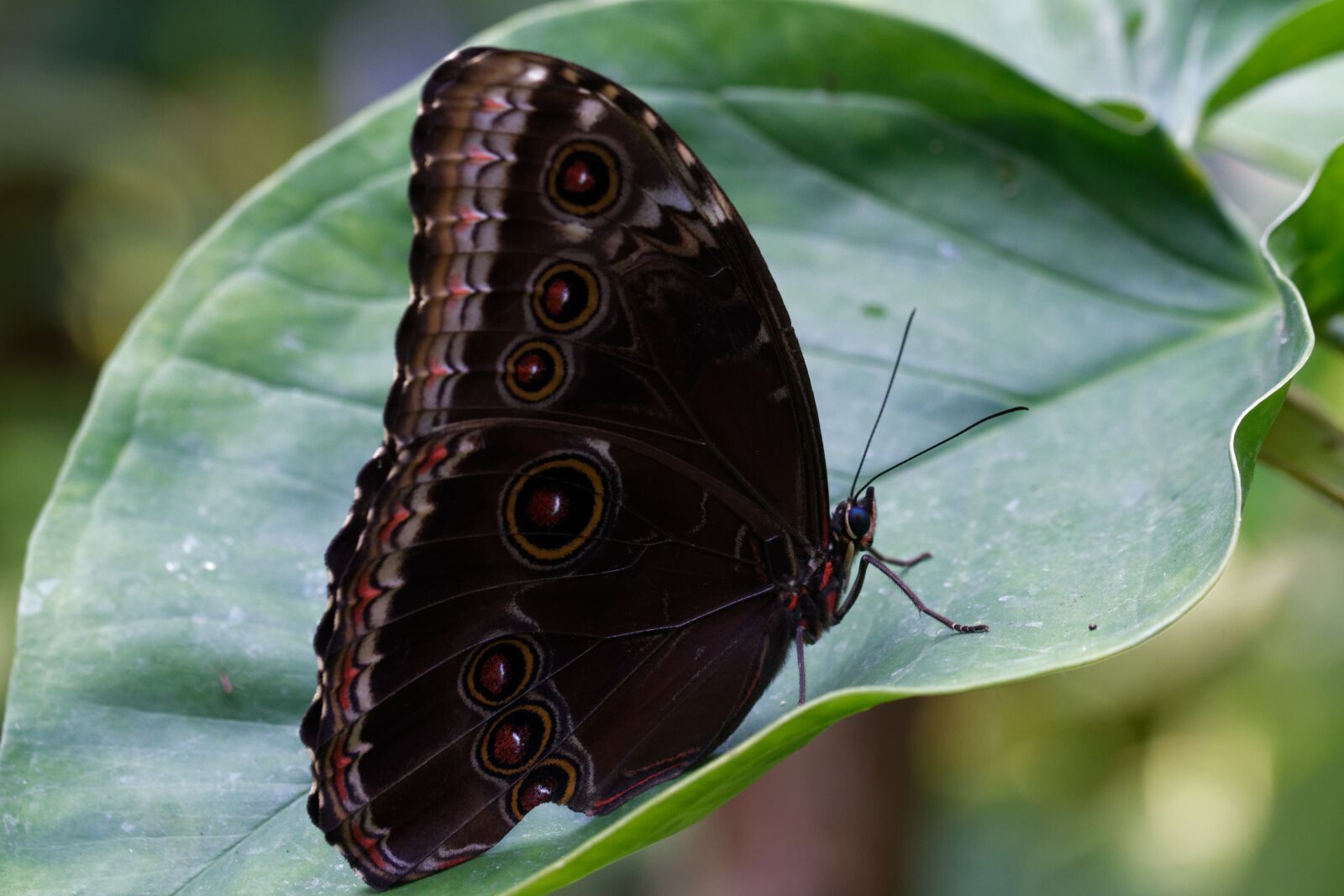 Nikon D500 sample photo. Butterfly, nature, insect photography