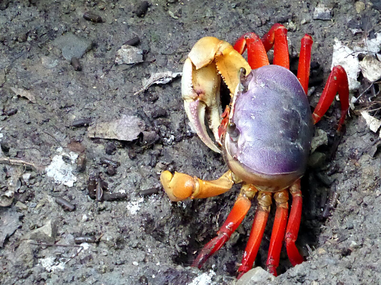Panasonic Lumix DMC-ZS50 (Lumix DMC-TZ70) sample photo. Crab, blue, red photography