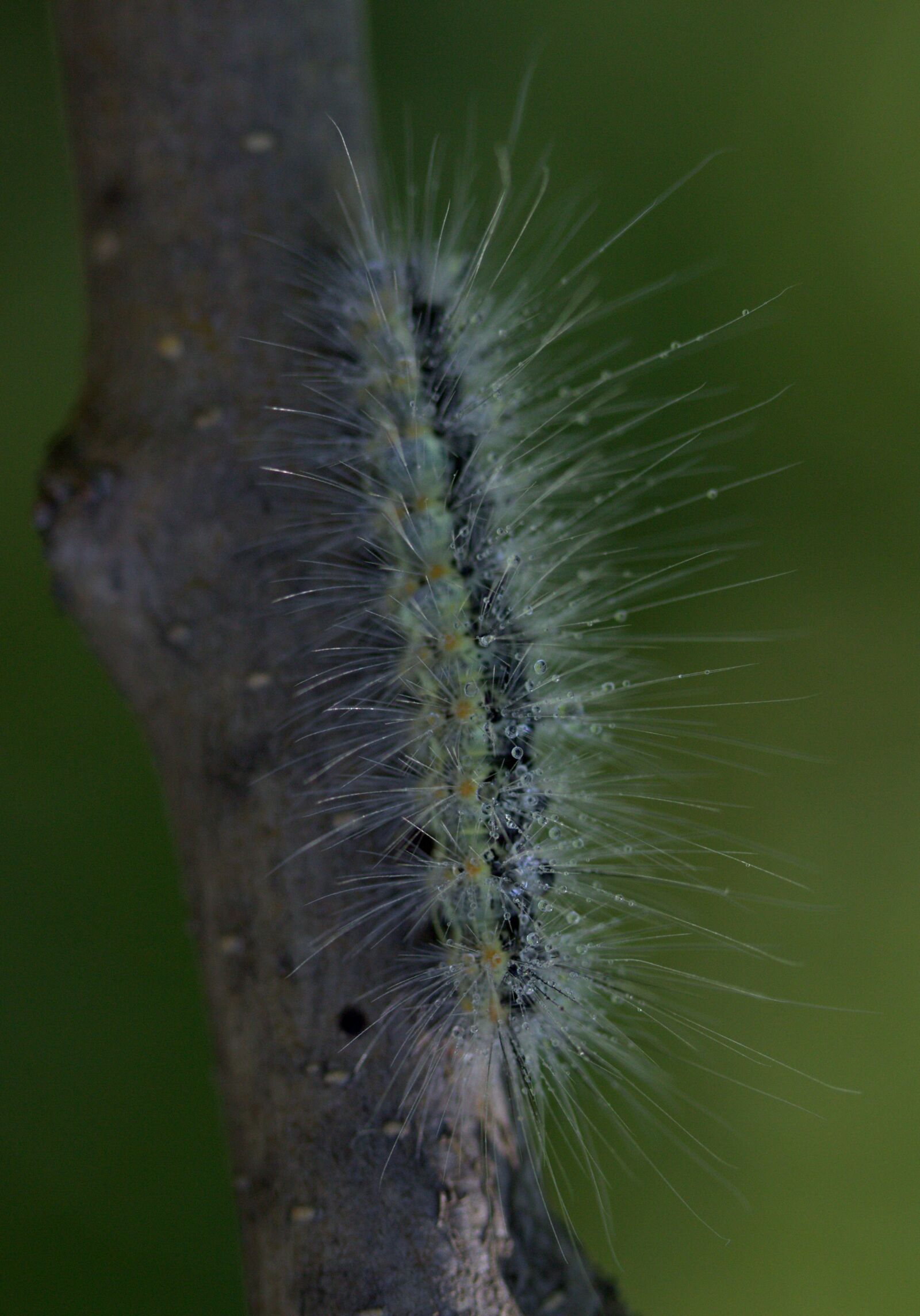 Canon EF-S 60mm F2.8 Macro USM sample photo. Caterpillar, millipede, casey photography