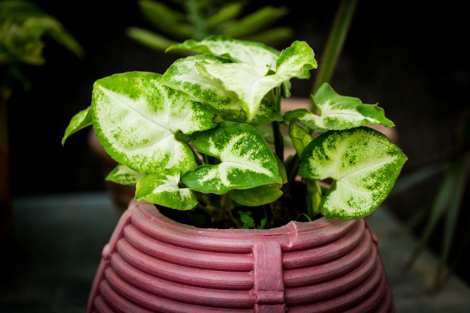 Nikon D3100 sample photo. Plants, garden, nature photography