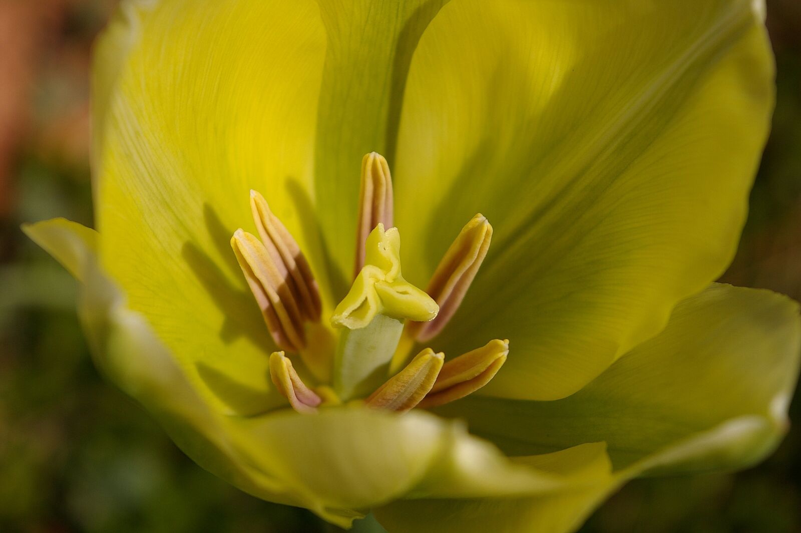 Pentax *ist DL2 sample photo. Tulips, spring, blossom photography