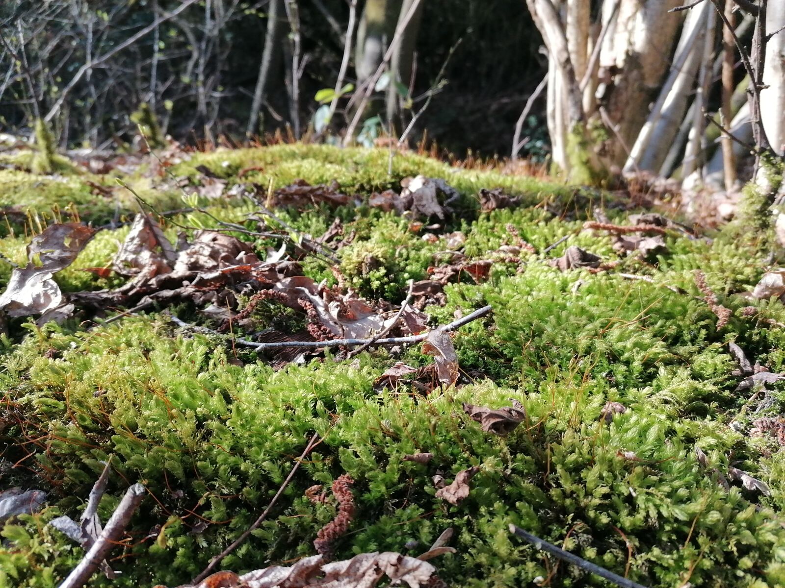HUAWEI P30 LITE sample photo. Moss, green, spring photography