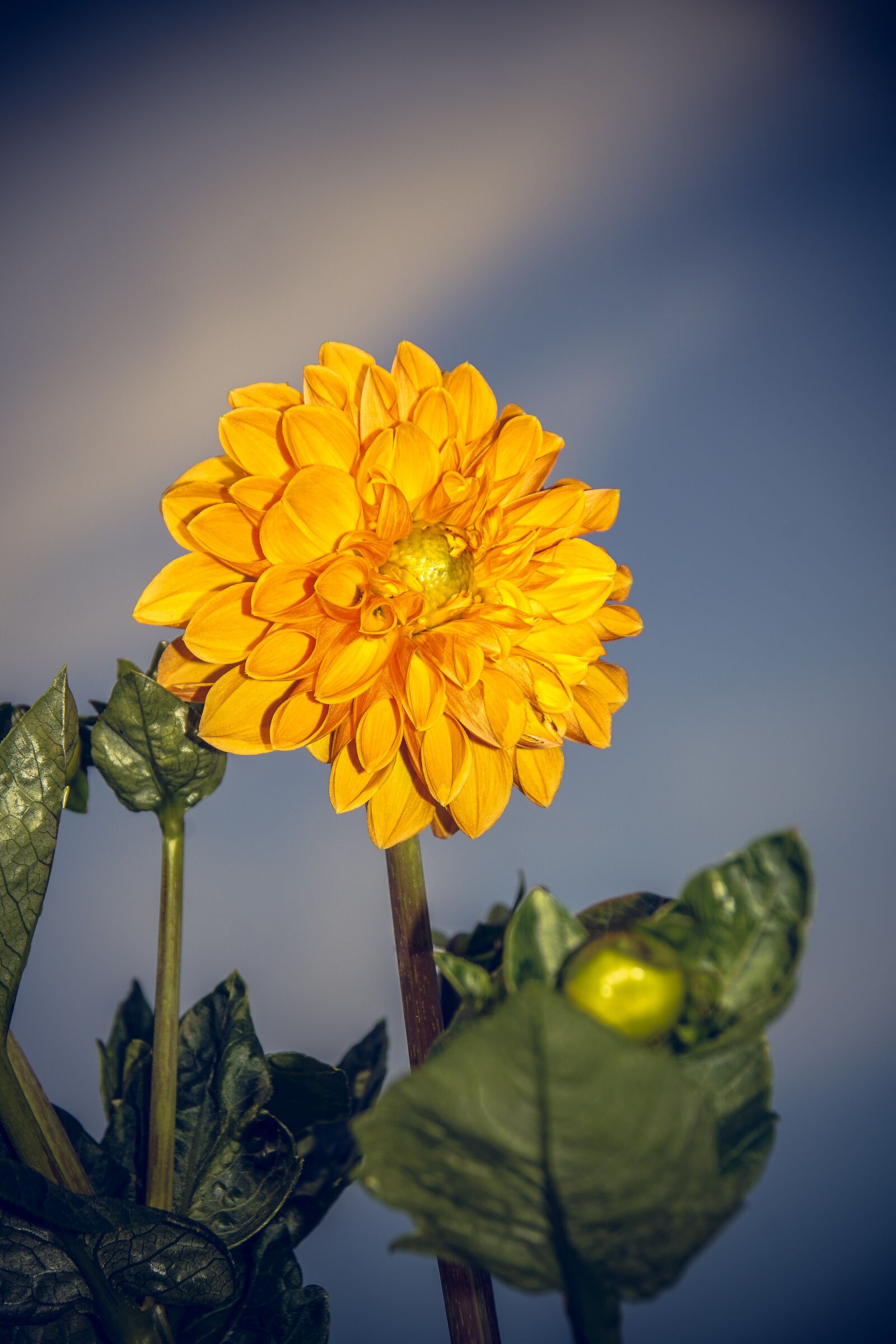 Sony ILCA-77M2 sample photo. Dahlia, blossom, bloom photography