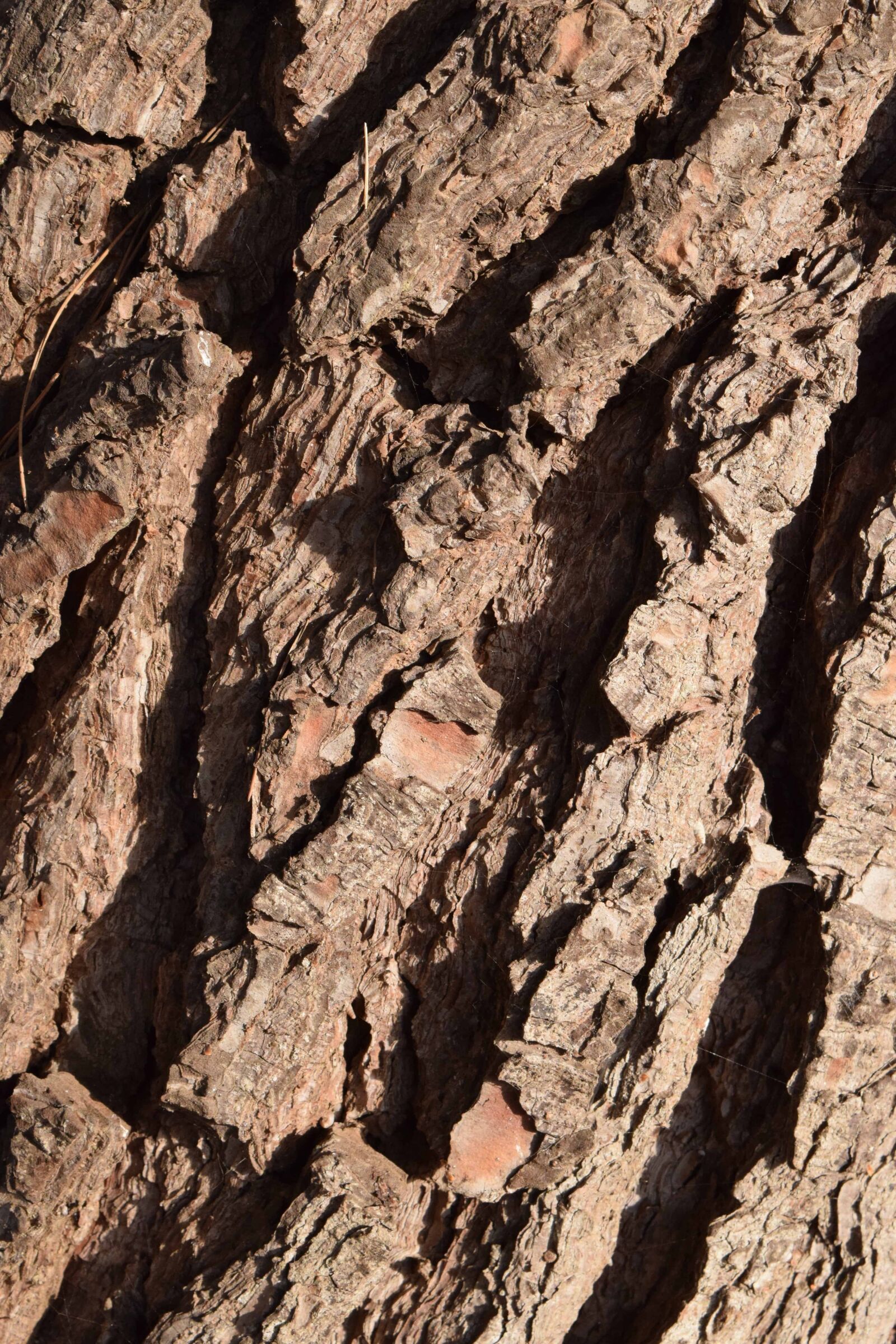 Nikon D3300 sample photo. Texture, tree, tree bark photography