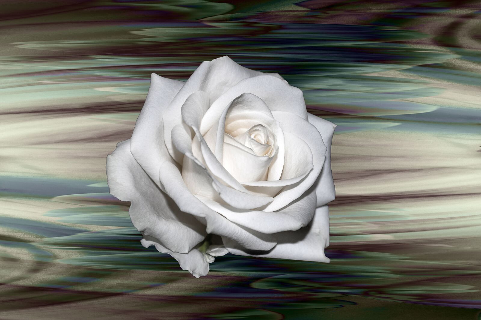 Canon EOS 550D (EOS Rebel T2i / EOS Kiss X4) sample photo. Rose, white, background photography