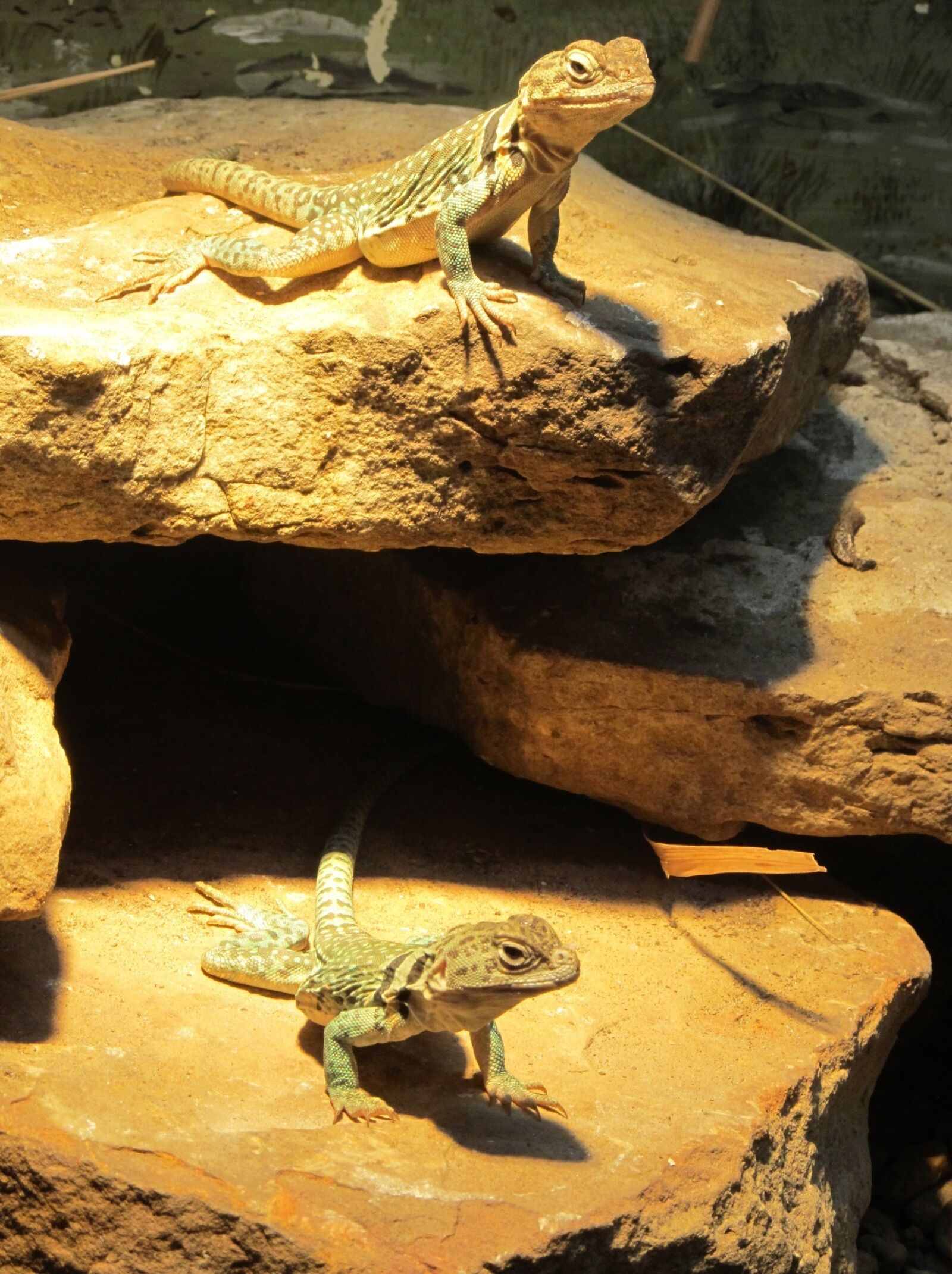 Canon PowerShot SX130 IS sample photo. Lizards, rocks, looking photography