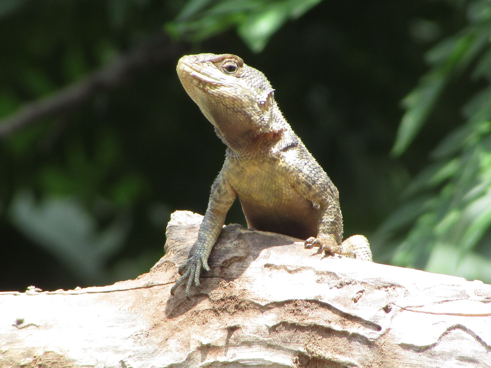 Canon PowerShot SX400 IS sample photo. Animals, nature, farm photography