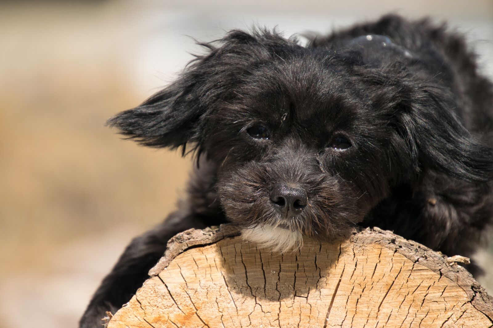 Nikon D3300 sample photo. Cute, mammal, animal photography