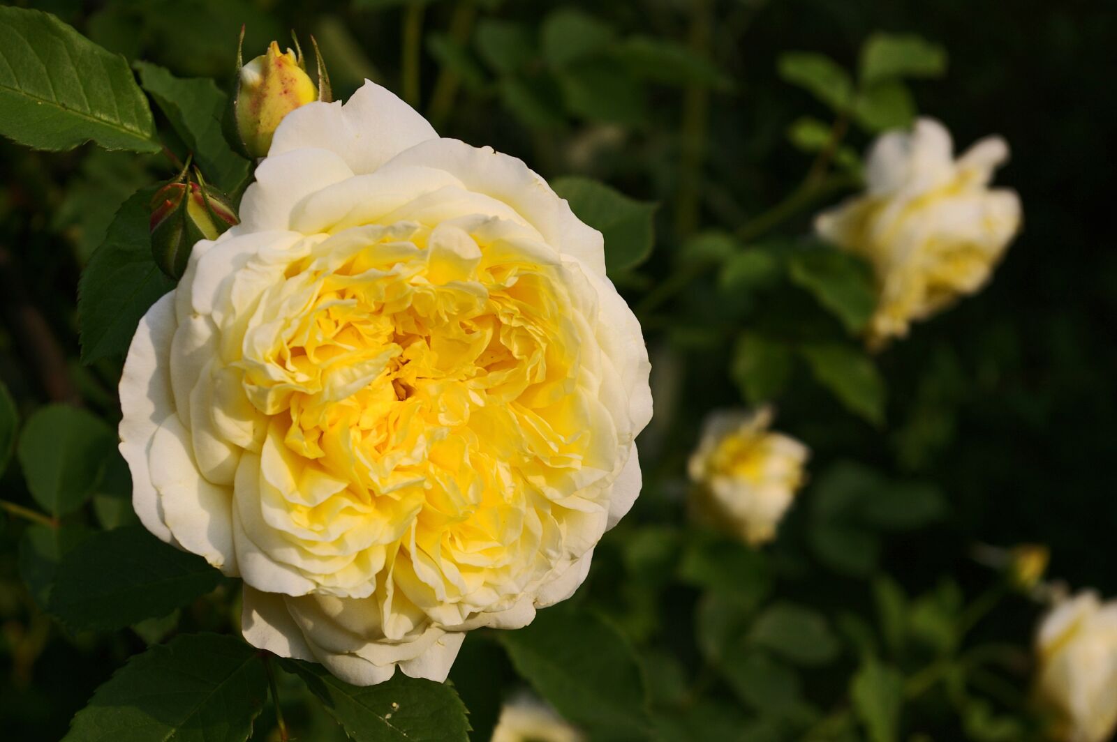 Pentax *ist DL2 sample photo. Yellow rose, rose, garden photography