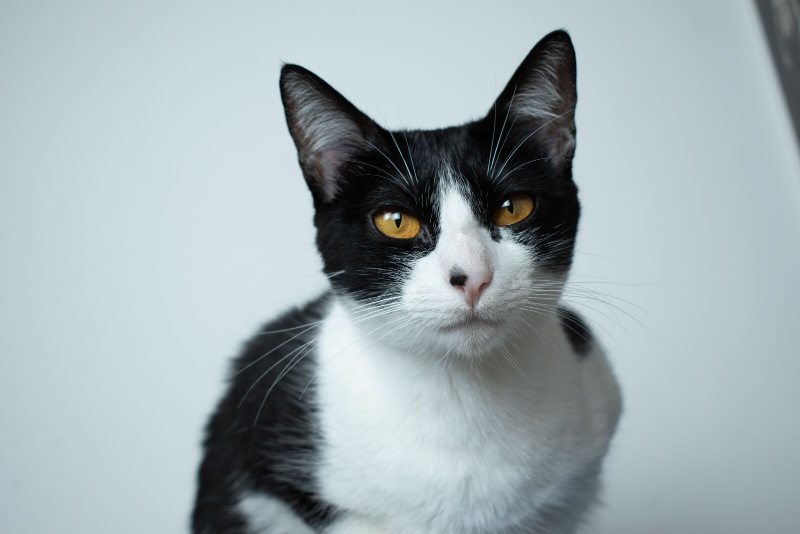 Nikon D5600 sample photo. Gato, cat, animal photography