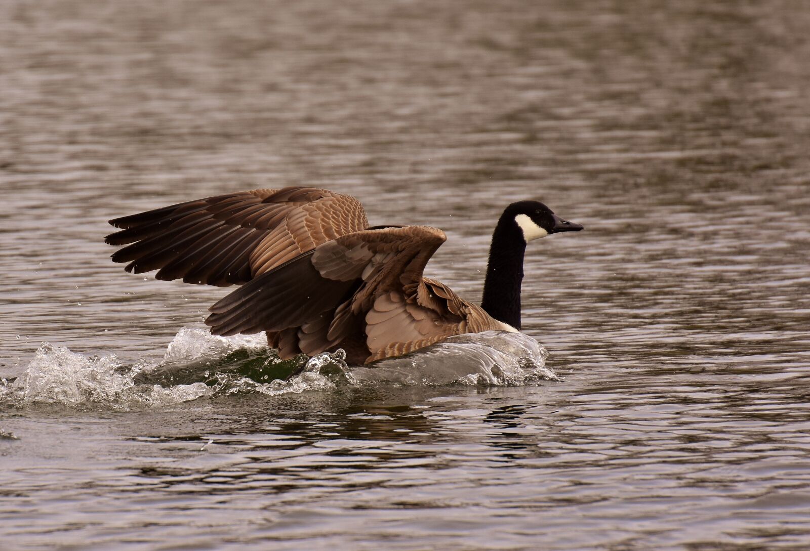 Nikon D7200 sample photo. Wild goose, landing, water photography