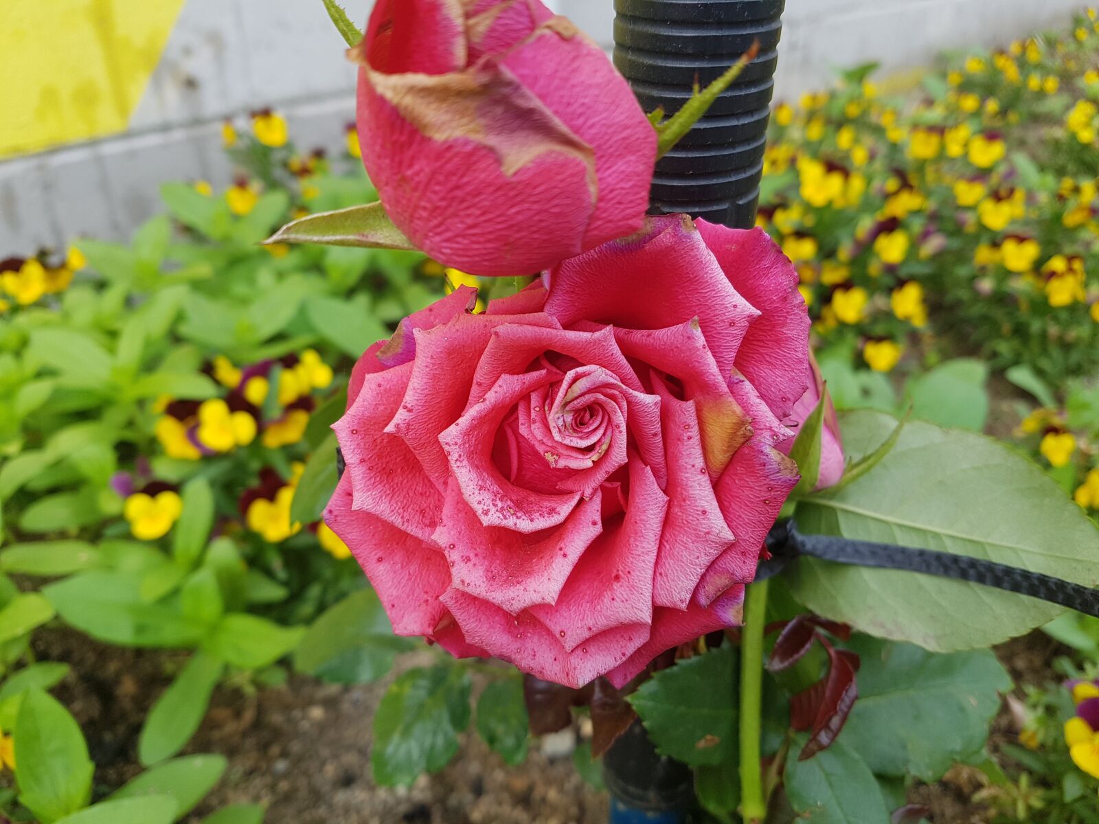 Samsung Galaxy S7 sample photo. Rose, flower, love photography