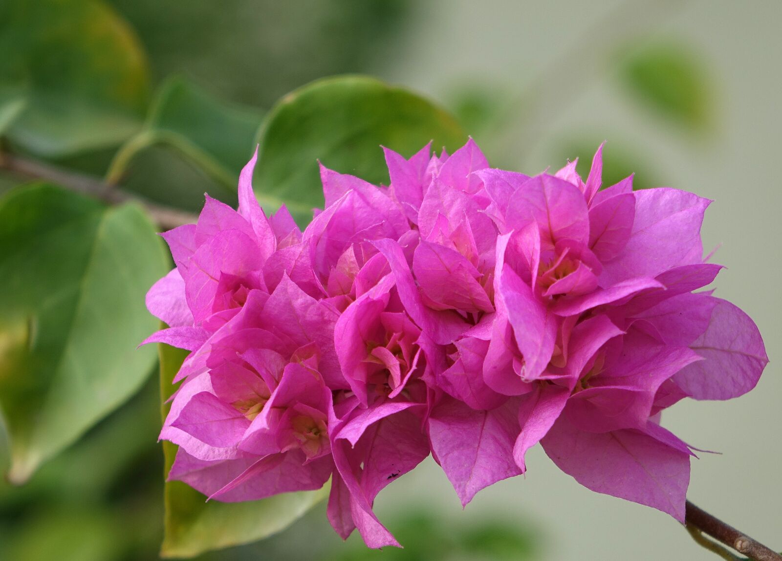 Sony Cyber-shot DSC-RX10 sample photo. Flower, bougainvillea, the flowers photography