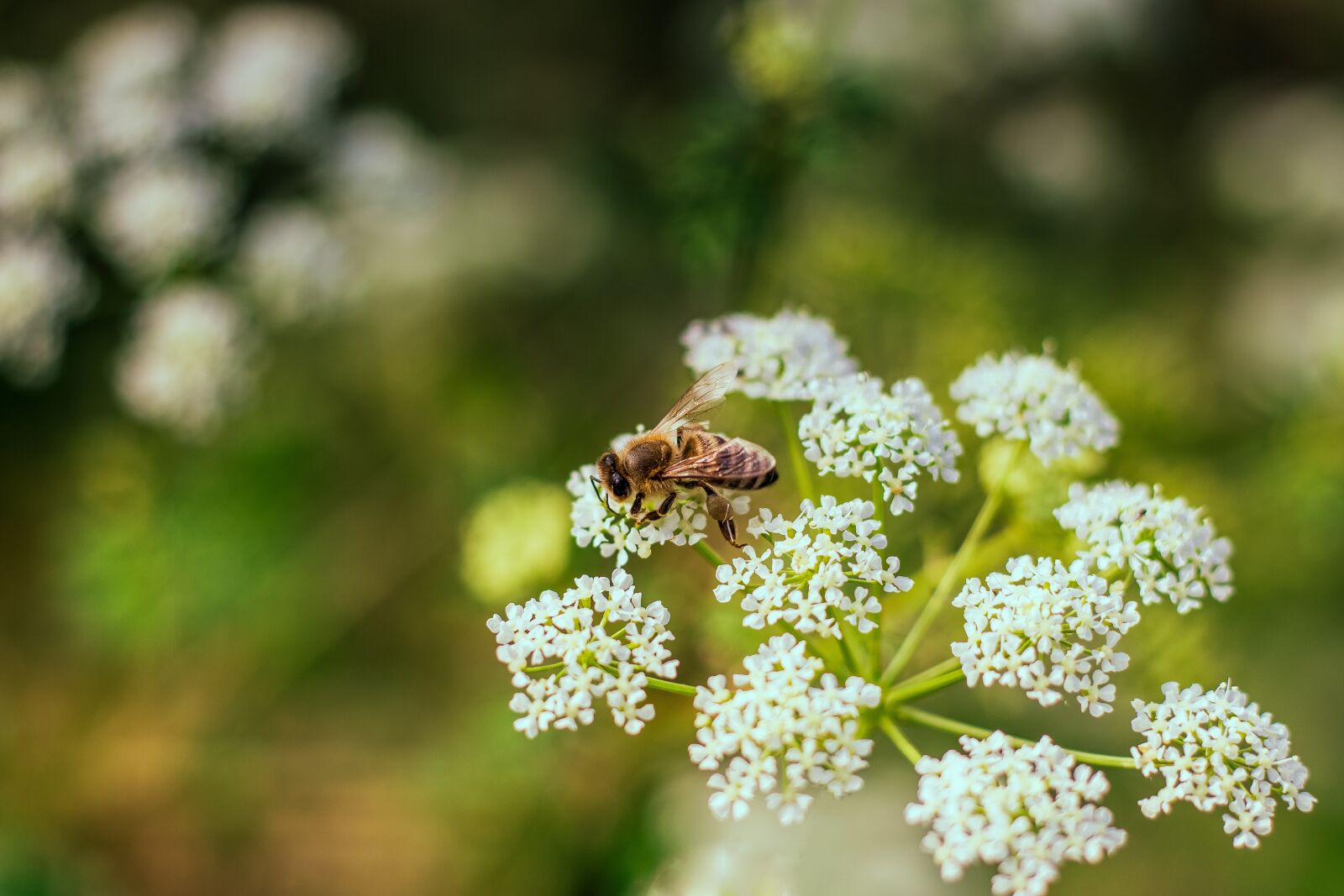 Canon EOS 70D + Canon EF 50mm F1.8 STM sample photo. Nature, bee, flowers photography