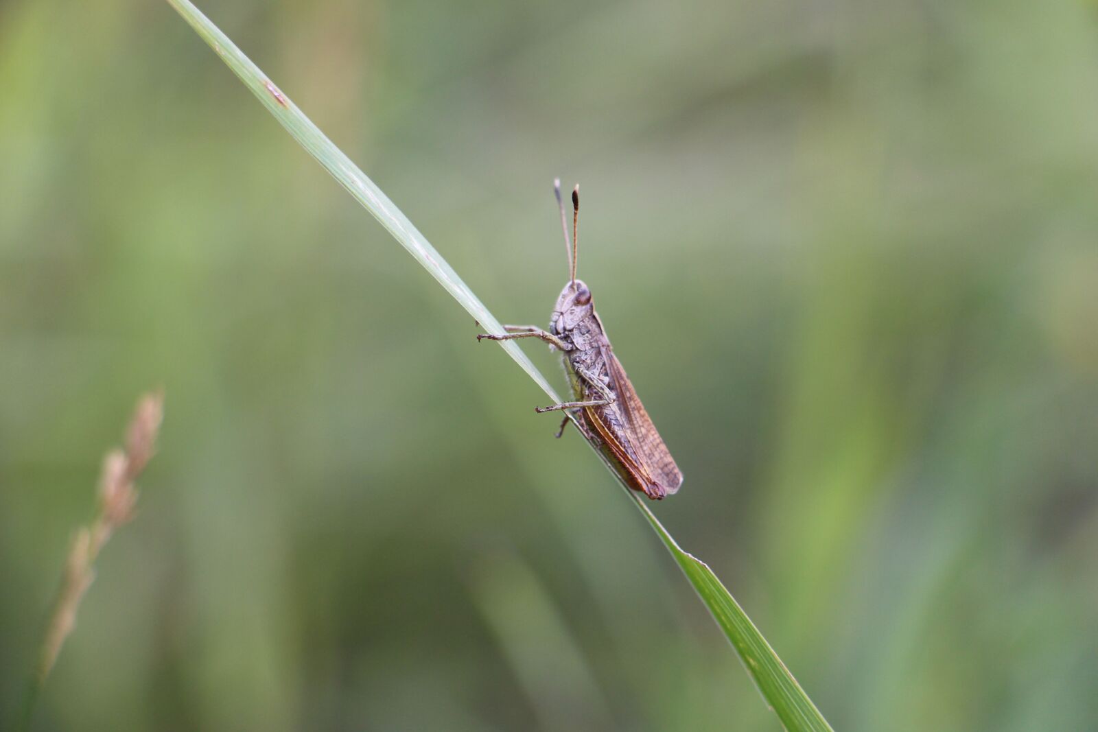Canon EOS 700D (EOS Rebel T5i / EOS Kiss X7i) sample photo. Rufous grasshopper, insect, grasshopper photography