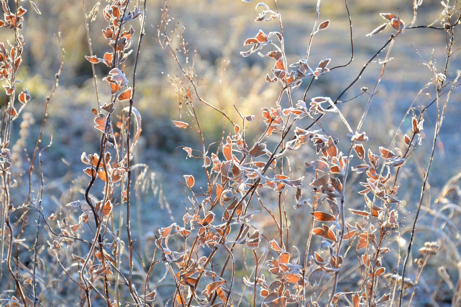 Nikon D3100 sample photo. Leaves, autumn, nature photography