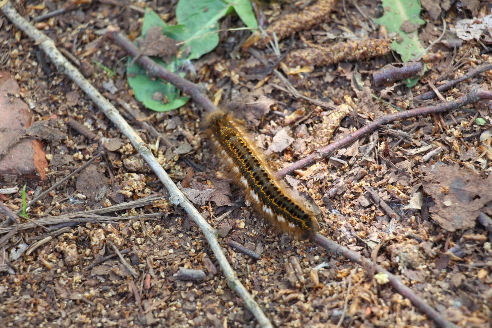 Canon EOS 700D (EOS Rebel T5i / EOS Kiss X7i) sample photo. Caterpillar, spring, butterfly caterpillar photography