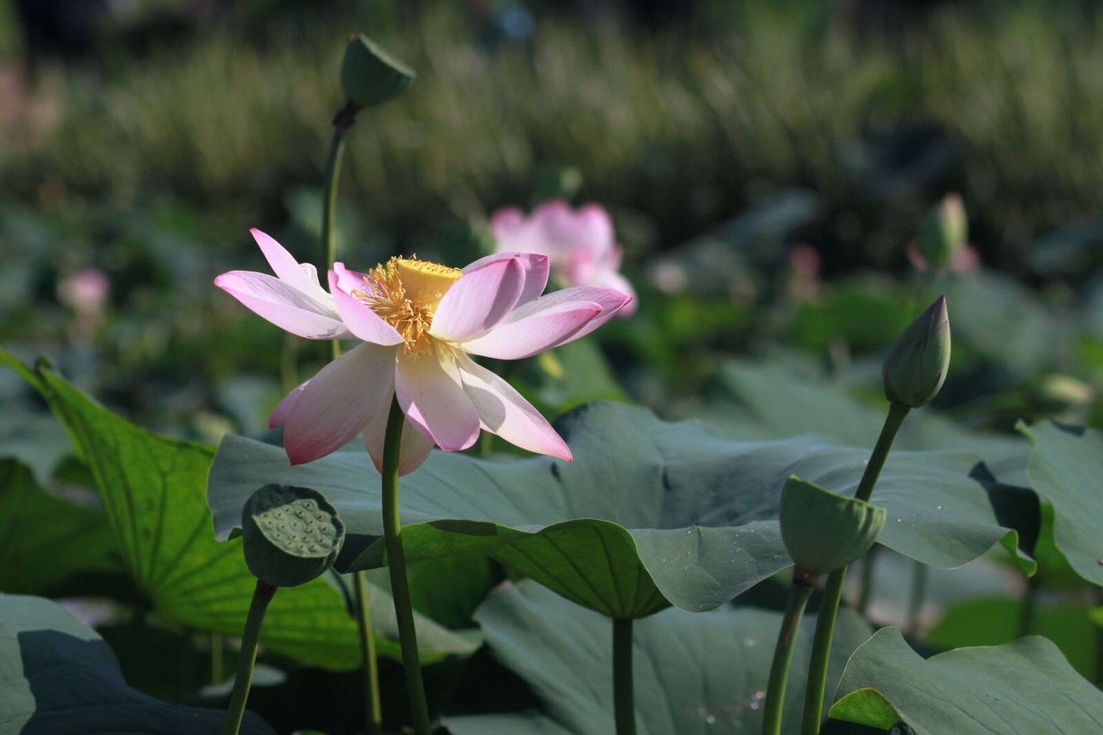 Canon EOS 500D (EOS Rebel T1i / EOS Kiss X3) sample photo. Kite, lotus, nature photography