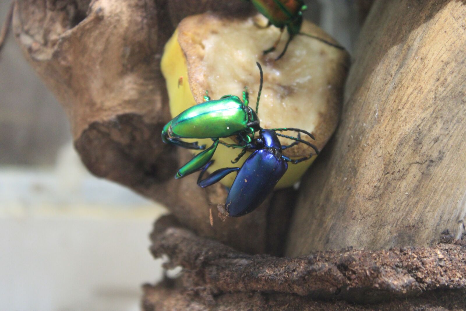 Canon EOS 2000D (EOS Rebel T7 / EOS Kiss X90 / EOS 1500D) sample photo. Beetles, animal, insects photography