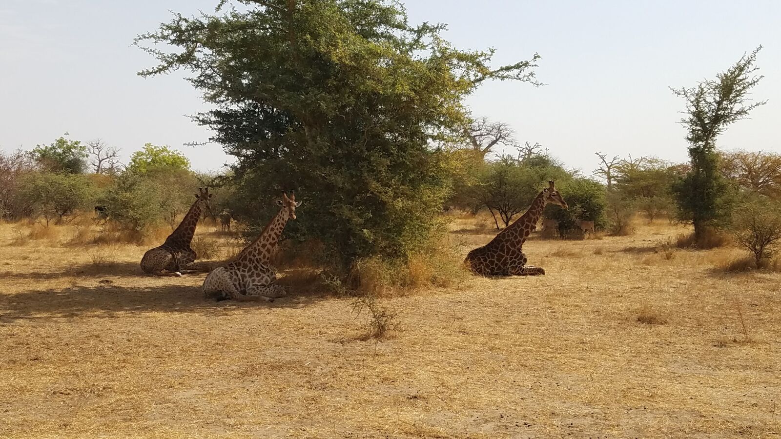 Samsung Galaxy S7 Edge sample photo. Giraffe, safari, africa photography