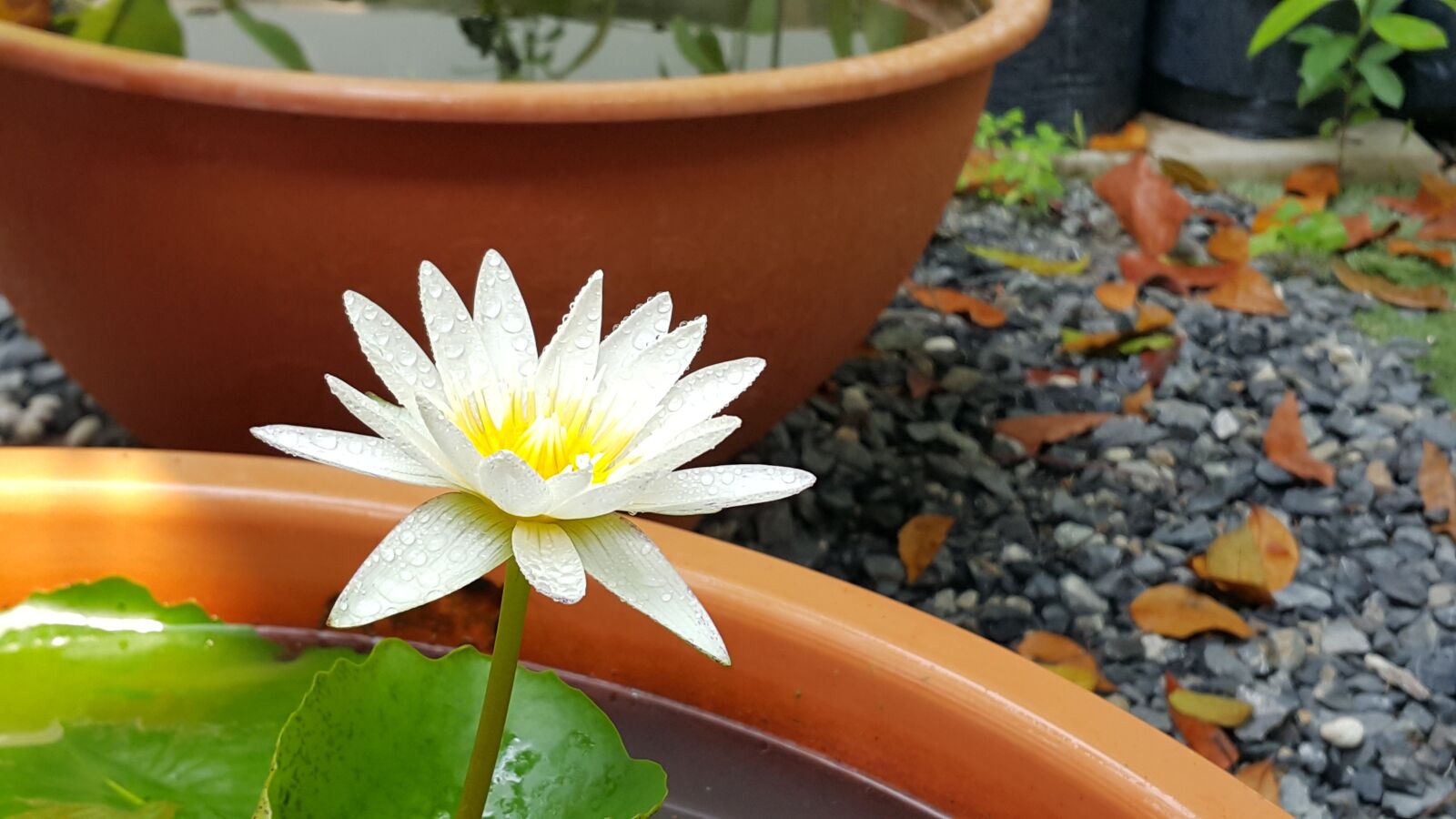 Samsung Galaxy Note4 sample photo. Nature, flora, flower photography