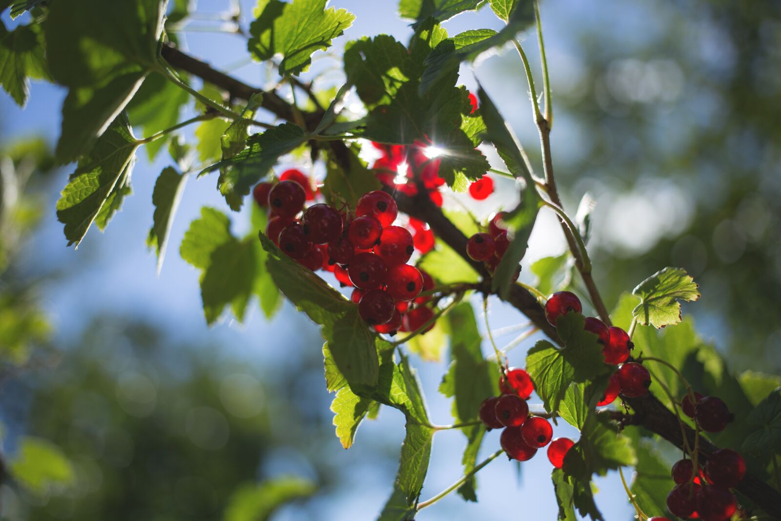 Canon EF 40mm F2.8 STM sample photo. Nature, currant, fresh photography