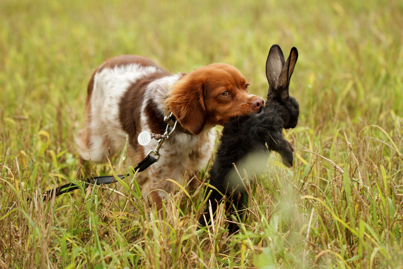 Canon EF 100mm F2.8L Macro IS USM sample photo. Dog, hunting, pointer photography