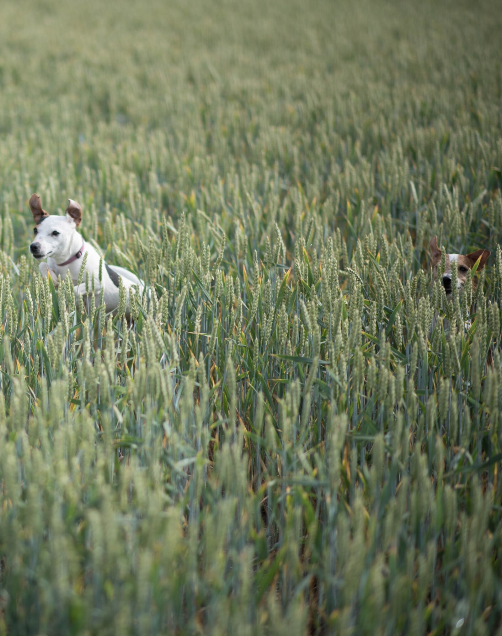 Nikon D750 sample photo. Dog, meadow, terrier photography