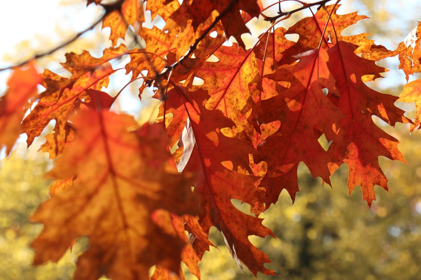 Canon EOS M6 sample photo. Autumn, colorful oak leaves photography